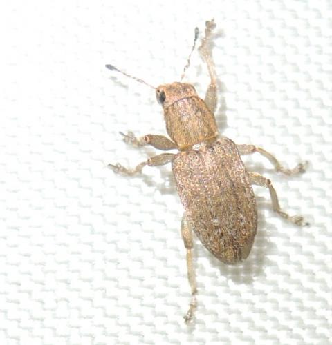 Sitona sp.